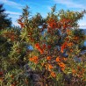 Catina Alba Hippophae rhamnoides