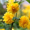 Trandafir Domnesc Kerria japonica Pleniflora
