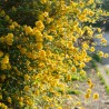 Trandafir Domnesc Kerria japonica Pleniflora