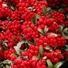 Pyracantha Red Column