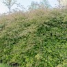 Hurmuz Symphoricarpos chenaultii Hancock
