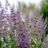 Vitex agnus castus Chasteberry