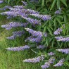 Vitex agnus castus Chasteberry