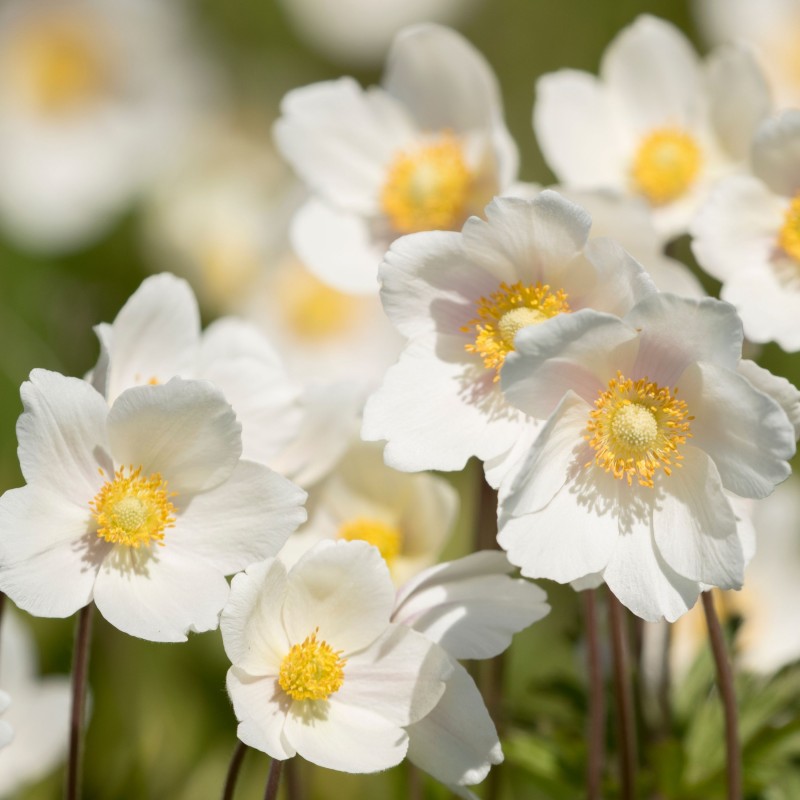Anemone de padure