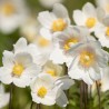 Anemone de padure