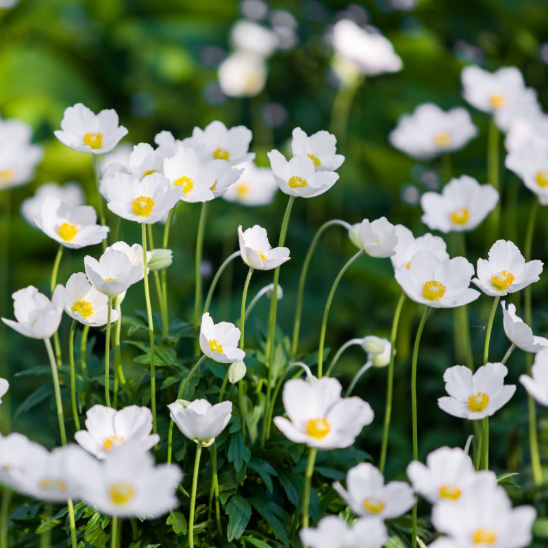 Anemone de padure