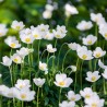 Anemone de padure