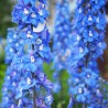Nemtisor Blue Bird
