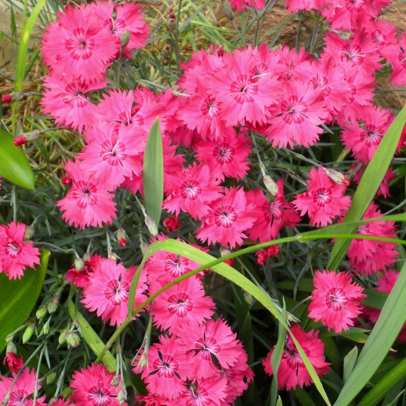Garofita de Gradina