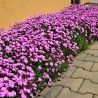 Garofita de Gradina