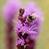Stea Stralucitoare