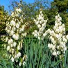 Yucca de Gradina
