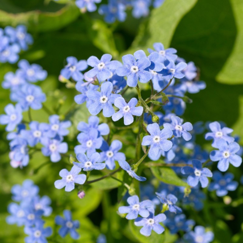 Brunnera macrophylla