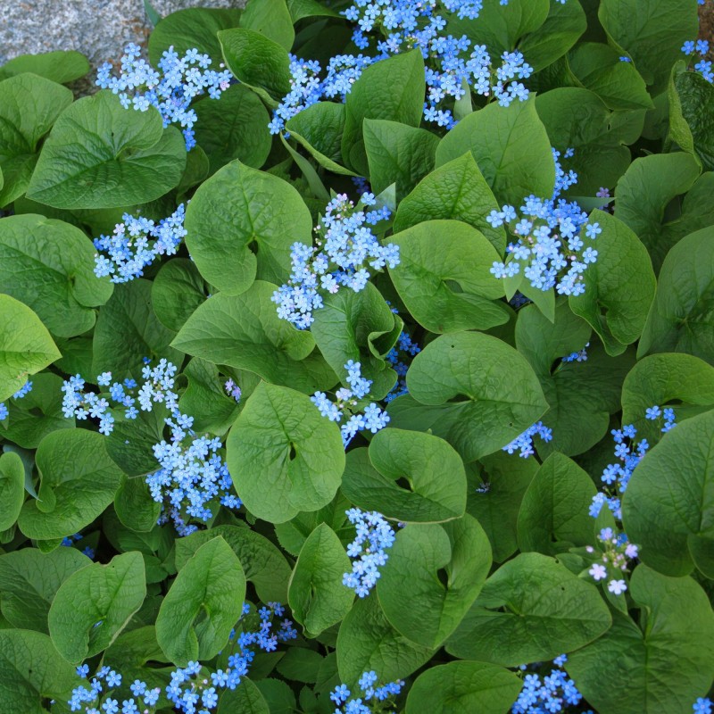 Brunnera macrophylla