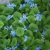 Brunnera macrophylla