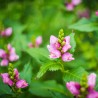 Chelone obliqua