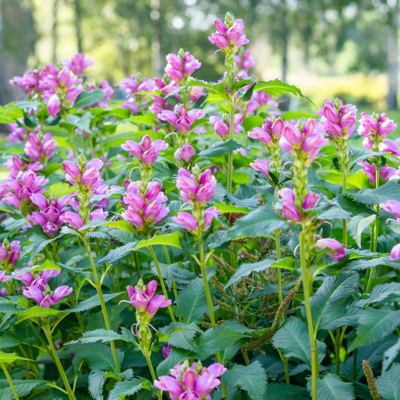 Chelone obliqua