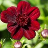Floare de Ciocolata