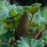 Gunnera manicata