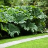 Gunnera manicata