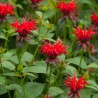 Monarda Cambridge Scarlet