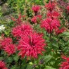 Monarda Cambridge Scarlet