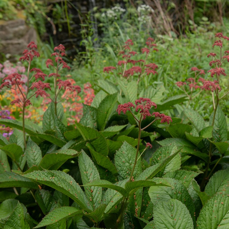 Rodgersia pinnata