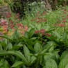 Rodgersia pinnata