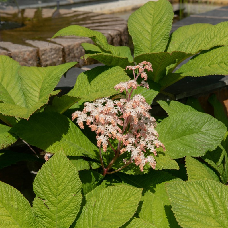 Rodgersia pinnata