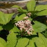 Rodgersia pinnata