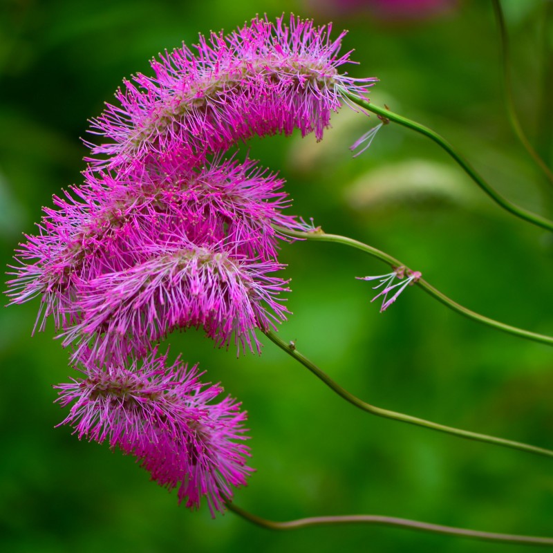 Sorbestrea Sanguisorba obtusa