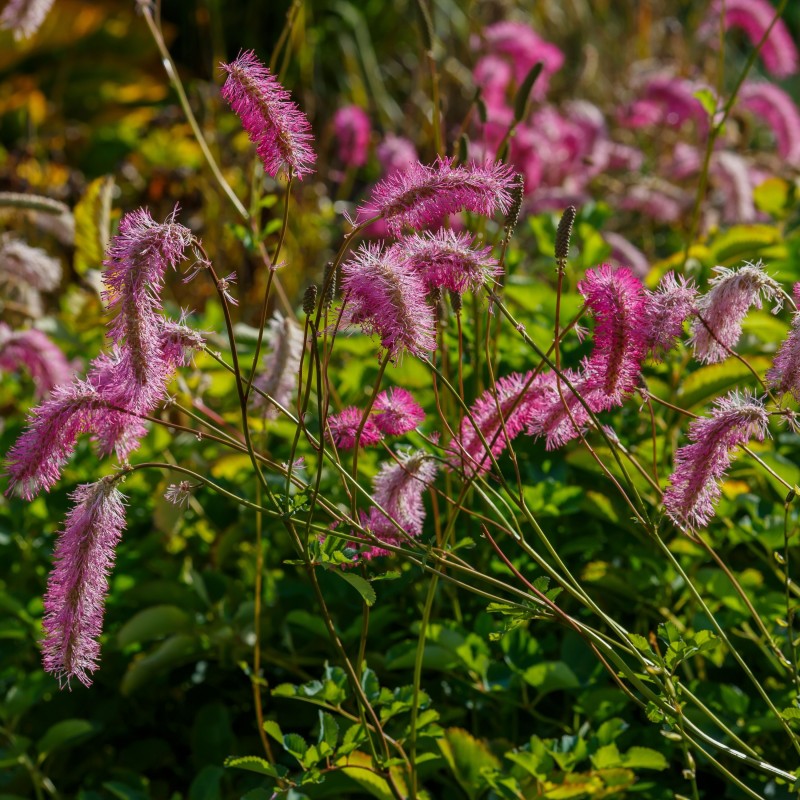 Sorbestrea Sanguisorba obtusa