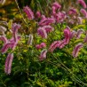 Sorbestrea Sanguisorba obtusa