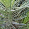 Yucca de gradina Bright Edge