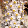 Eremurus robustus