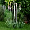Eremurus robustus