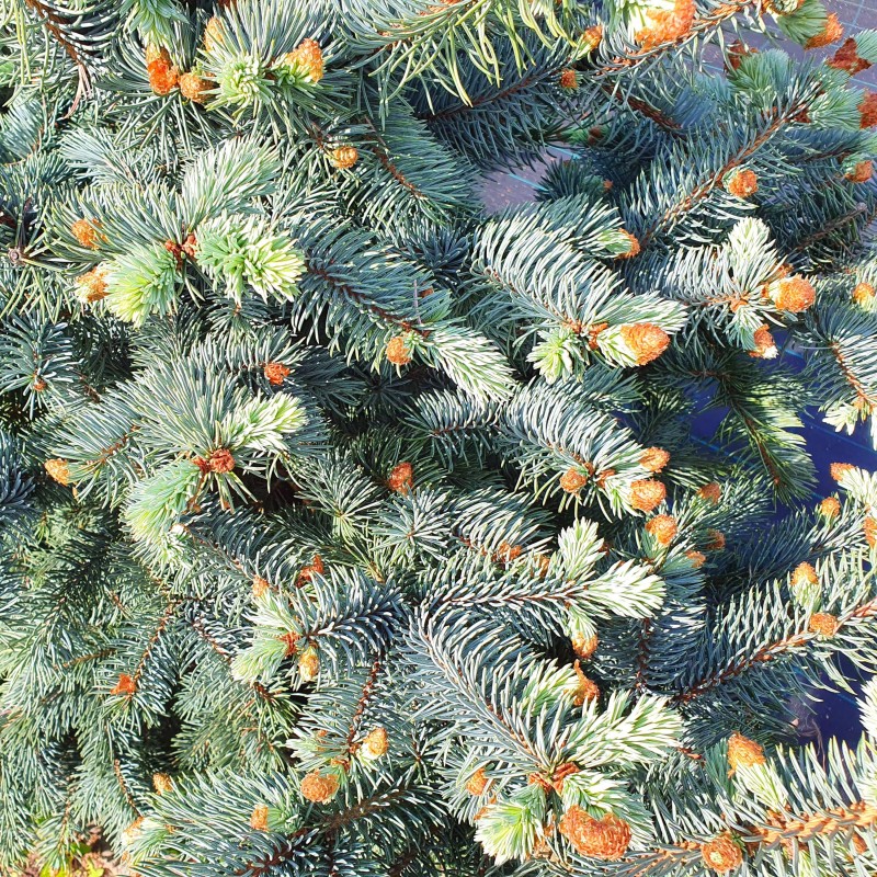 Brad Argintiu Fat Albert