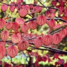 Arbore Katsura