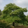 Arbore Katsura