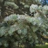 Brad Alb Violacea