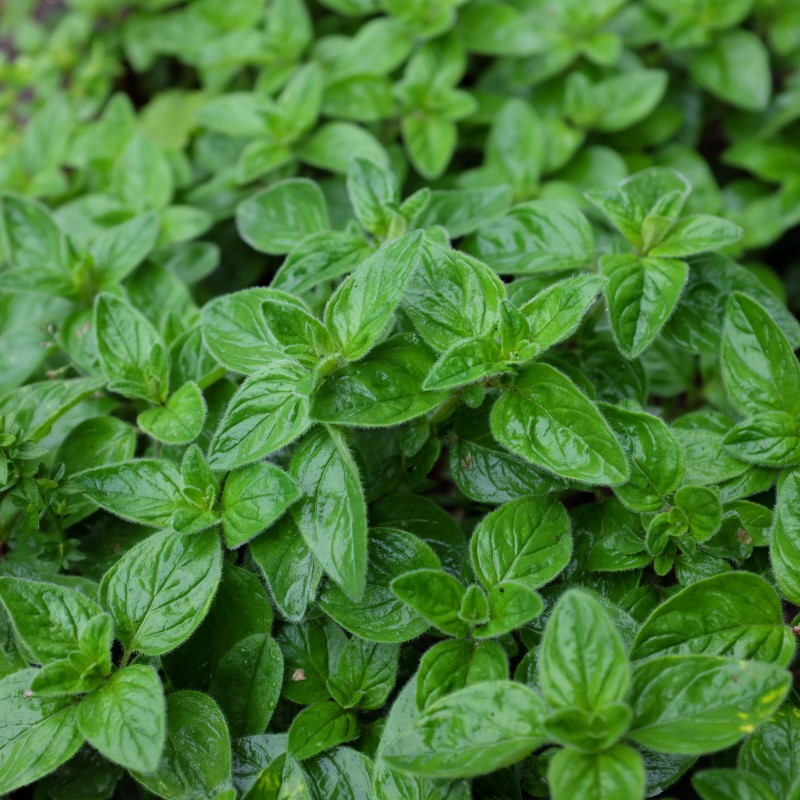 Sovarf - Oregano