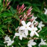 Iasomie Alba