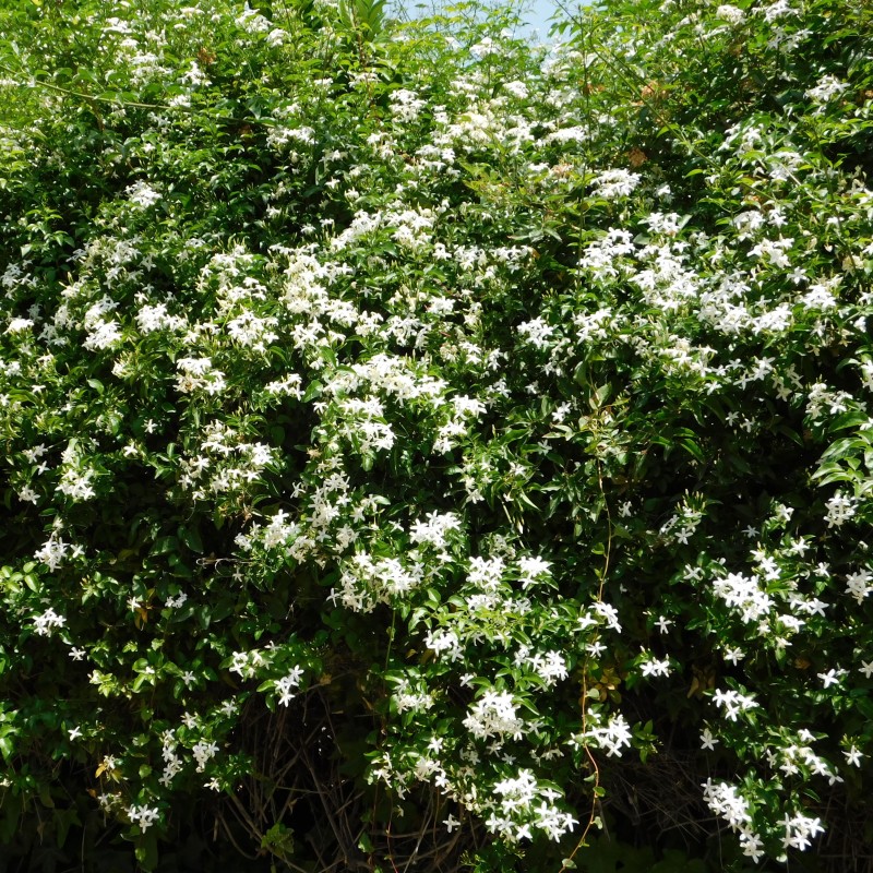 Iasomie Alba