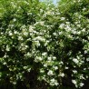 Iasomie Alba