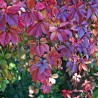 Vita de Canada Parthenocissus henryana Vita de Canada Parthenocissus henryana