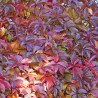 Vita de Canada Parthenocissus henryana Vita de Canada Parthenocissus henryana