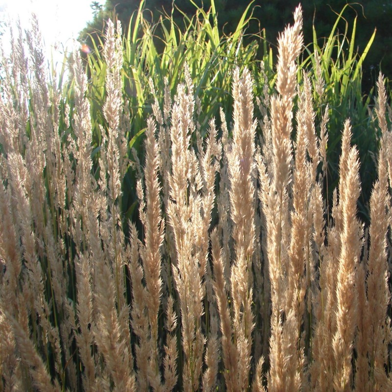 Stuf Calamagrostis acutiformis Karl Foerster