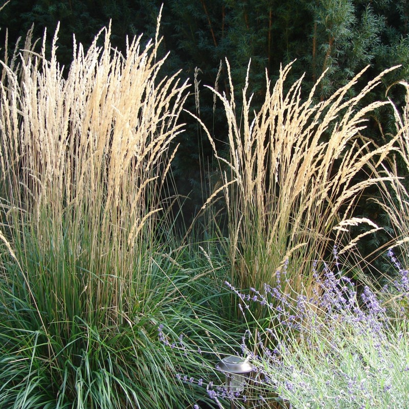 Stuf Calamagrostis acutiformis Karl Foerster