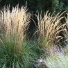 Stuf Calamagrostis acutiformis Karl Foerster