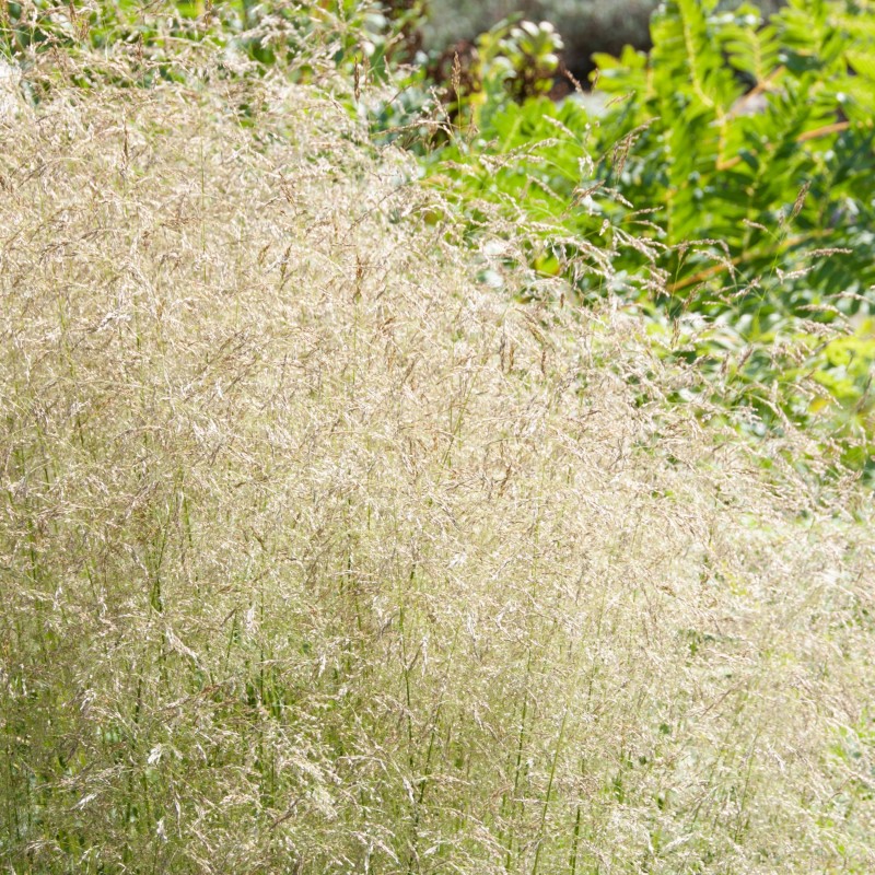 Tarsa Mare Deschampsia cespitosa Goldtau